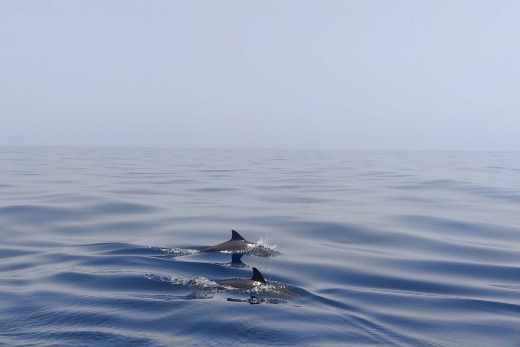 Dolphins playing in the water near the Panna field, offshore India